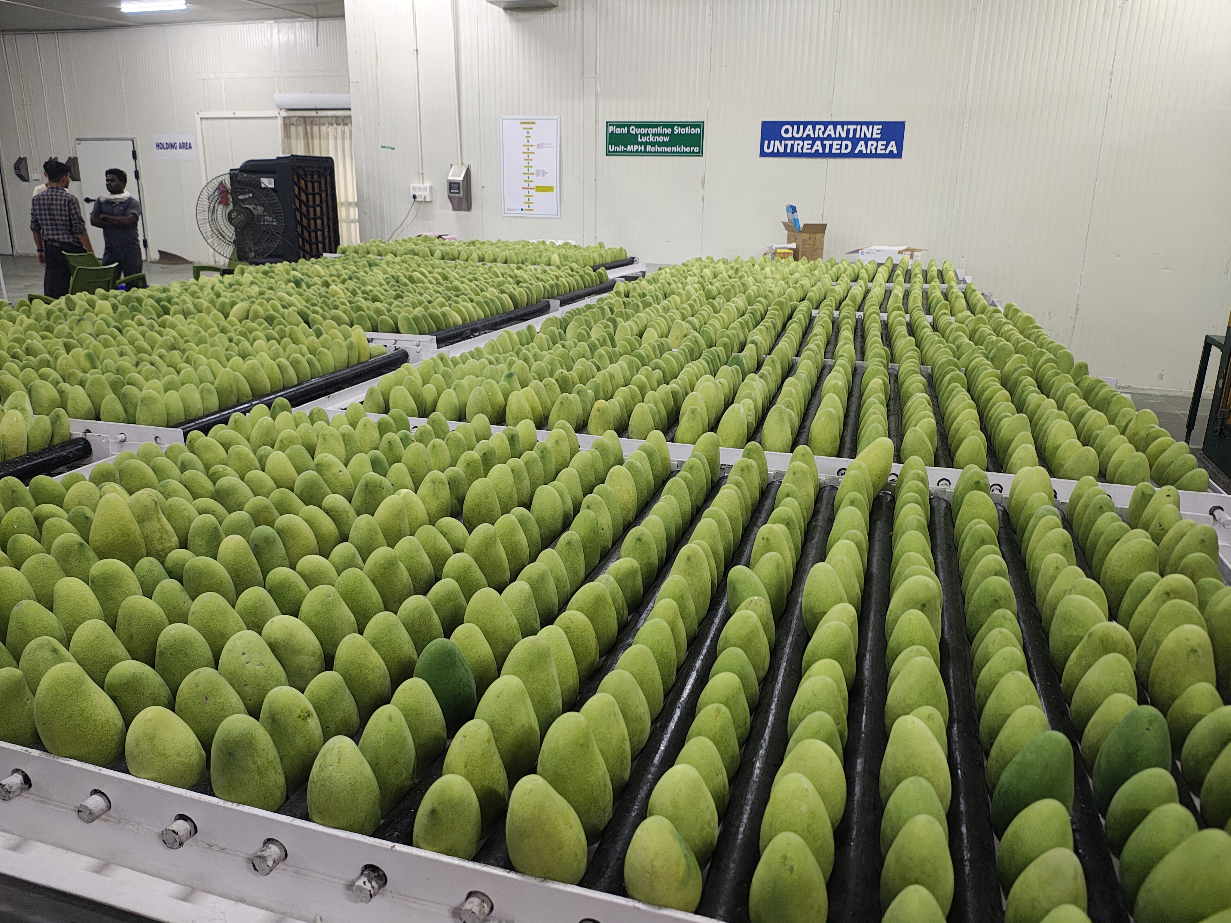 Desapping Trays (1)