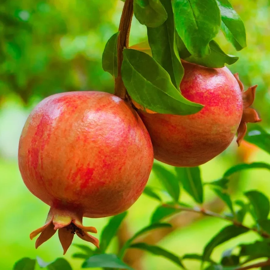 Pomegranate